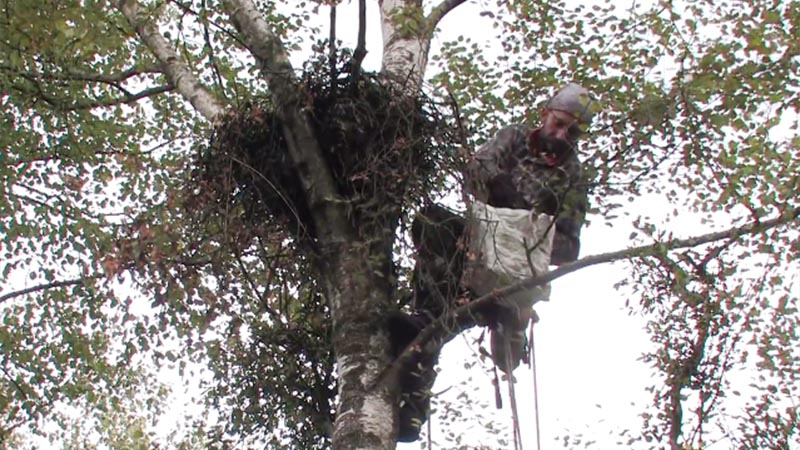 Visit to the ground of Greater Spotted Eagles (video)